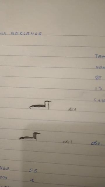 MY ORNITHOLOGICAL FIELD NOTEBOOK , PAGE 5 #shorts смотреть онлайн