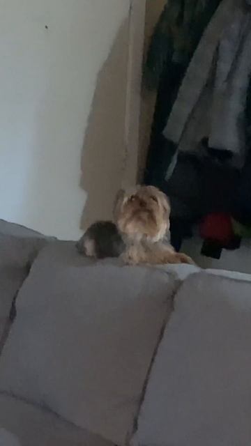 I made my tiny dog howl again #shorts #dog смотреть онлайн