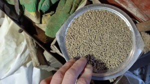 Кормление кур молодок