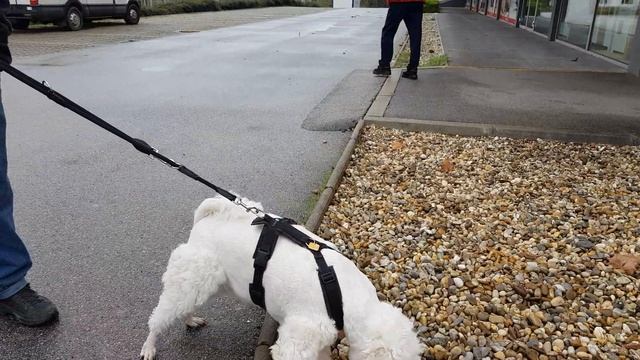 Заманила,раздразнила,любовь моя!!! Самая счастливая собака в мире @happydogtara1515