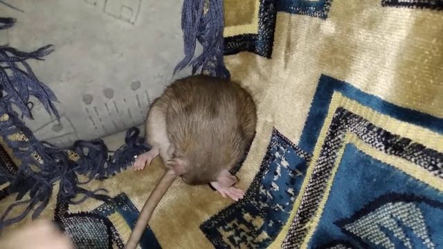 Гладим нашу Тасюту вот такая миленькая крыска ! 😍😜 смотреть онлайн