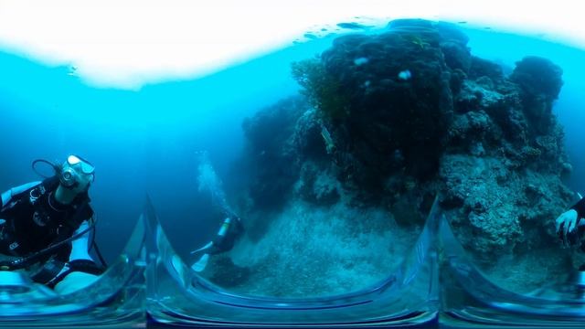 [360°]🦈ジンベエザメダイビング in フィリピン セブ島[VR旅行記] смотреть онлайн