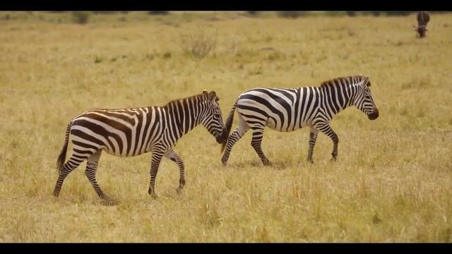 23 Thrilling Facts About Zebras(fascinating facts about zebra) смотреть онлайн