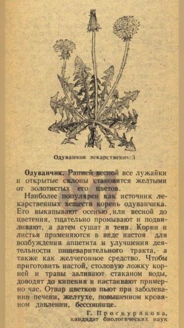 травы в магии