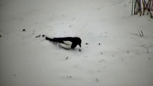 Сорока в марте 15.03.25