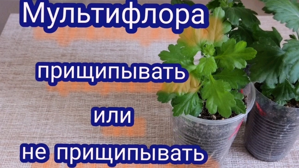 Хризантема мультифлора. Уход за черенками. Прищипка, подкормки, что делать с бутонами на черенках смотреть онлайн