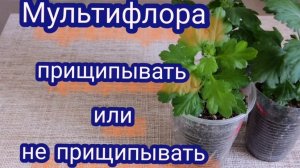Хризантема мультифлора. Уход за черенками. Прищипка, подкормки, что делать  с бутонами на черенках