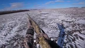 Мазилы! Три зайца на таком квадрате. Охота с Курцхаарами на зайца. смотреть онлайн