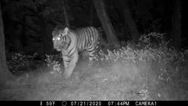 Озорная приморская парочка умилила пользователей сети