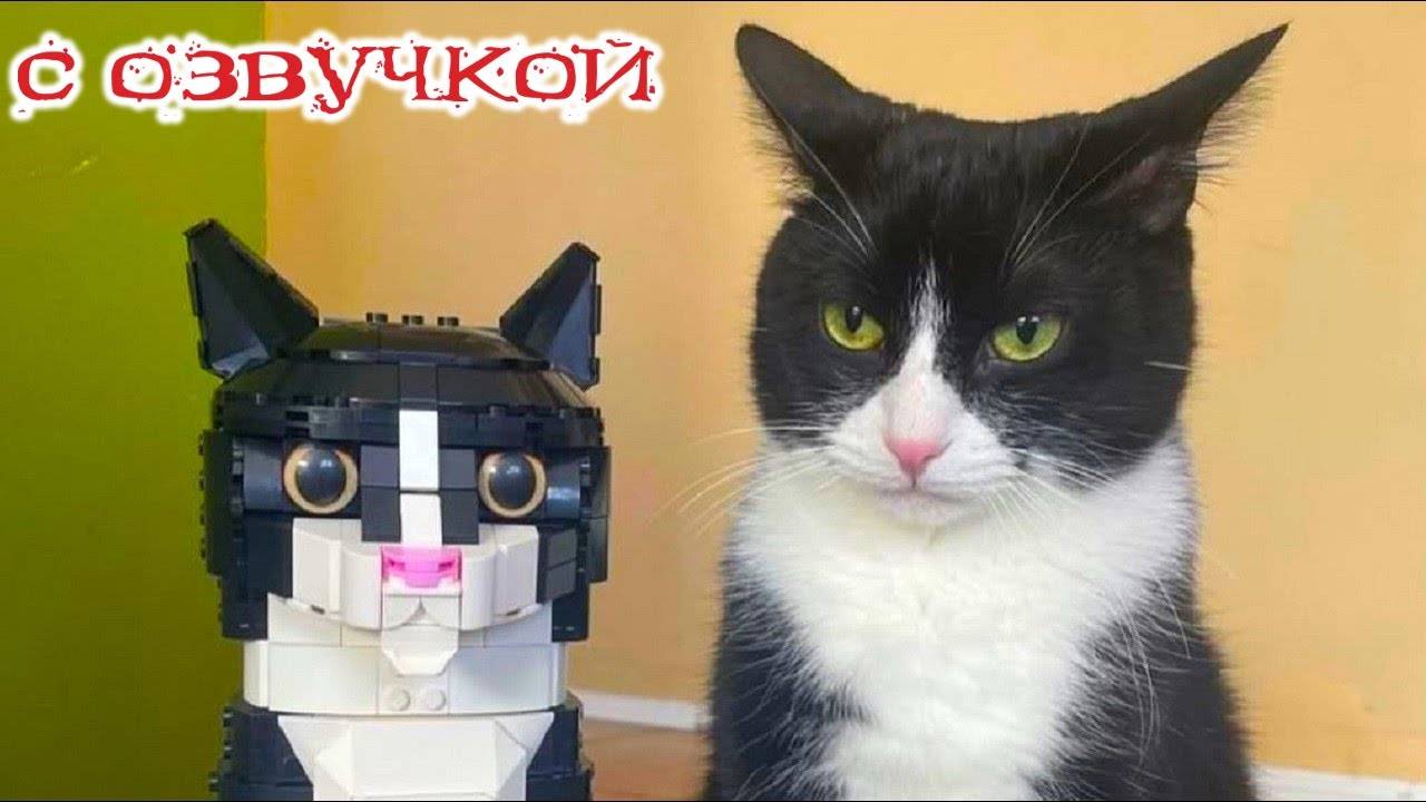 Приколы с котами!😸 Смешные коты и КОШКИ! - С ОЗВУЧКОЙ!😸 Смешные видео с животными! смотреть онлайн