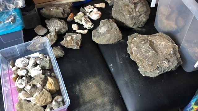 Fossilized Sea Shells смотреть онлайн