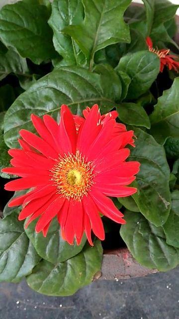 அழகான ரெட் கெர்பெரா பூ #shorts #gerbera смотреть онлайн