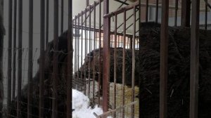 Кабан нападает на человека!!!!