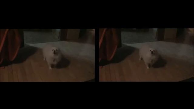 Приколы с собаками смотреть онлайн