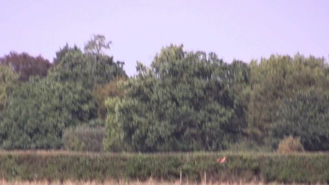 Rubber Bowden Competition at ModelAir, Old Warden, September 2016 смотреть онлайн