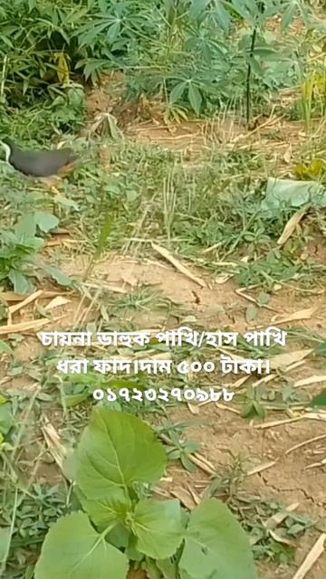 bird trap.waterhen dahuk bird trap easy handing.ruak ruak bird trap easy handing.#best_trap смотреть онлайн