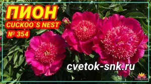 Пион Cuckoo's Nest. Цветение 2022 года / Сад Ворошиловой