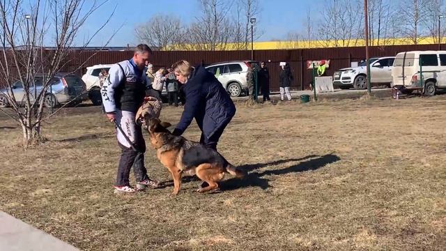 Проверка поведения РАБОЧИЙ СУКИ 2 / КЧК БРОННИЦЫ 16 марта`25 P.Firic Моно немецких овчарок