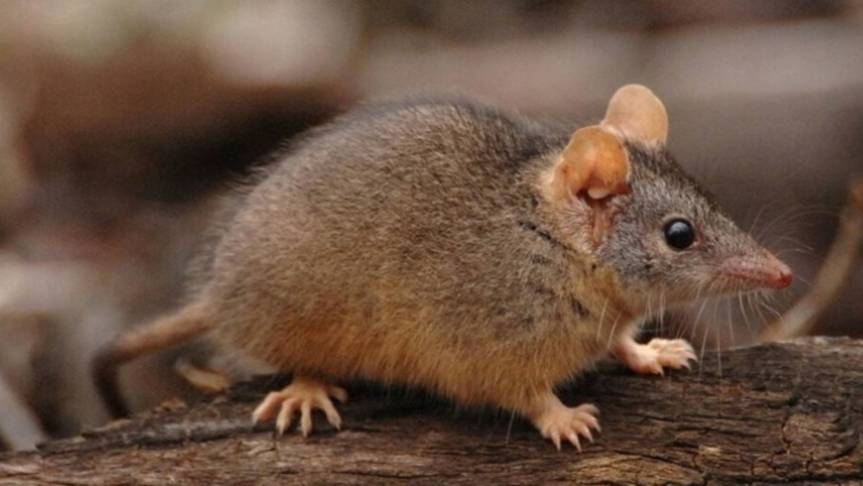 Австралийские сумчатые мыши и их семельпария смотреть онлайн