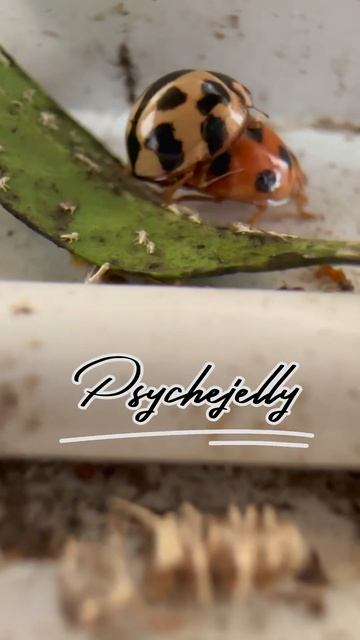 up close with Asian lady beetles mating #ladybird #mating #beetles смотреть онлайн