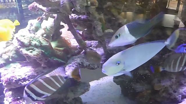 25.10.2020 Aquarium in wa Perth . Australia . смотреть онлайн