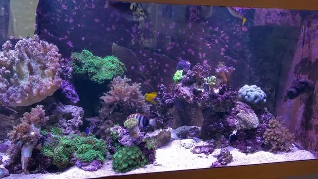 Juwel rio 400 reef tank(морской ) смотреть онлайн