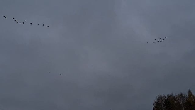 Осень – это пора, когда шуршание опавших листьев, ветра и дождя создают особую атмосферу. смотреть онлайн