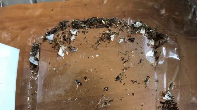 Результат ночной работы Электро ловушки Black Kill смотреть онлайн