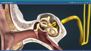 Строение уха, как мы слышим? ЕГЭ/ОГЭ/ДВИ