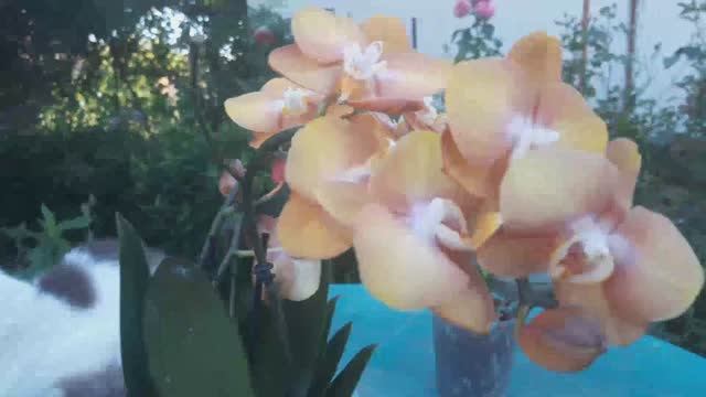 ОРХИДЕЯ ЛАС ВЕГАС из ПОСЫЛКИ. #фаленопсис #орхидея #посылка #ласвегас #гниль смотреть онлайн