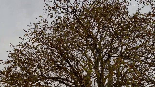 Hoist The Colours - Cover Acapella by Flamingo смотреть онлайн