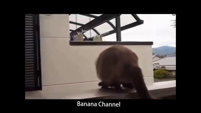 ЛУЧШИЕ ПРИКОЛЫ Banana Channel (Выпуск 4) смотреть онлайн