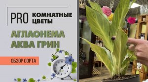 Аглаонема Аква Грин. Обзор сорта. Необычная расцветка. Интересное комнатное растение.