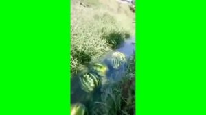 Арбузы плывут по реке - мем, оригинал