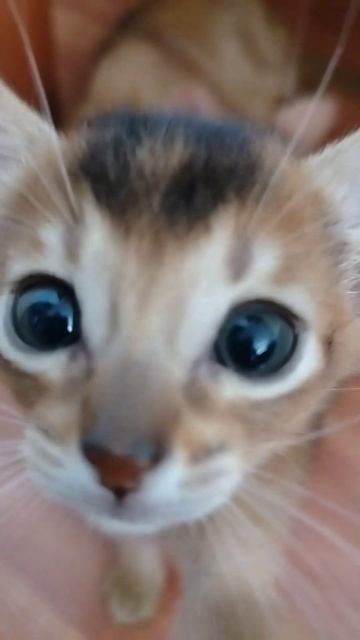 материнский инстинкт 😍#рекомендации #абиссинская #кошки смотреть онлайн
