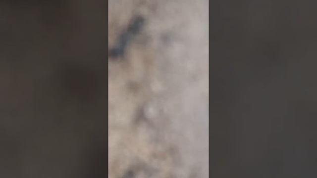 Мир муравьев смотреть онлайн