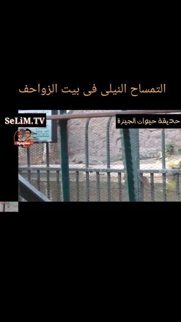 التمساح النيلى فى بيت الزواحف ب حديقة حيوانات الجيزة смотреть онлайн