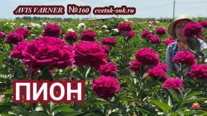 Пион Avis Varner. Цветение 2022 года / Сад Ворошиловой