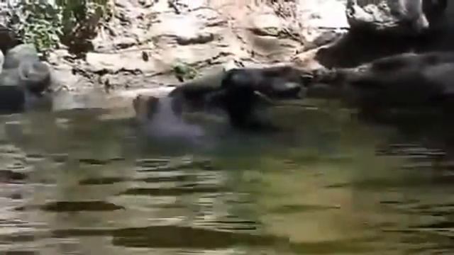 поросёнок спасает козлёнка!!! (link on original in description) смотреть онлайн