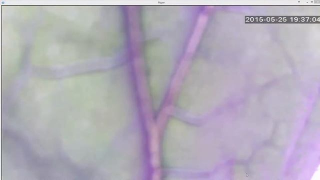 ой зелений листочок) ліс крадуть-руки трусяться смотреть онлайн