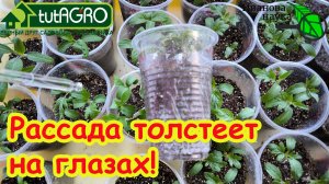 Дайте эту БОМБИЧЕСКУЮ подкормку рассаде и даже ХИЛАЯ рассада станет КРЕПКОЙ!