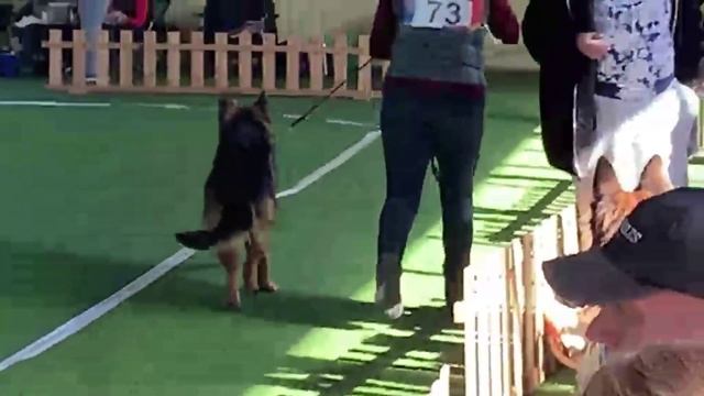 ПОДРОСТКИ КОБЕЛИ ДШ 4 / КЧК БРОННИЦЫ 16 марта`25 P.Firic Моно немецких овчарок