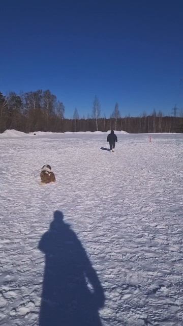 Дрессировка собак #сенбернар