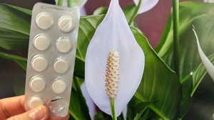 1 ТАБЛЕТКА под СПАТИФИЛЛУМ и даже чахлый вмиг ОЖИВЕТ И ЗАЦВЕТЕТ, ТОП 5 Лучшие подкормки и удобрения!