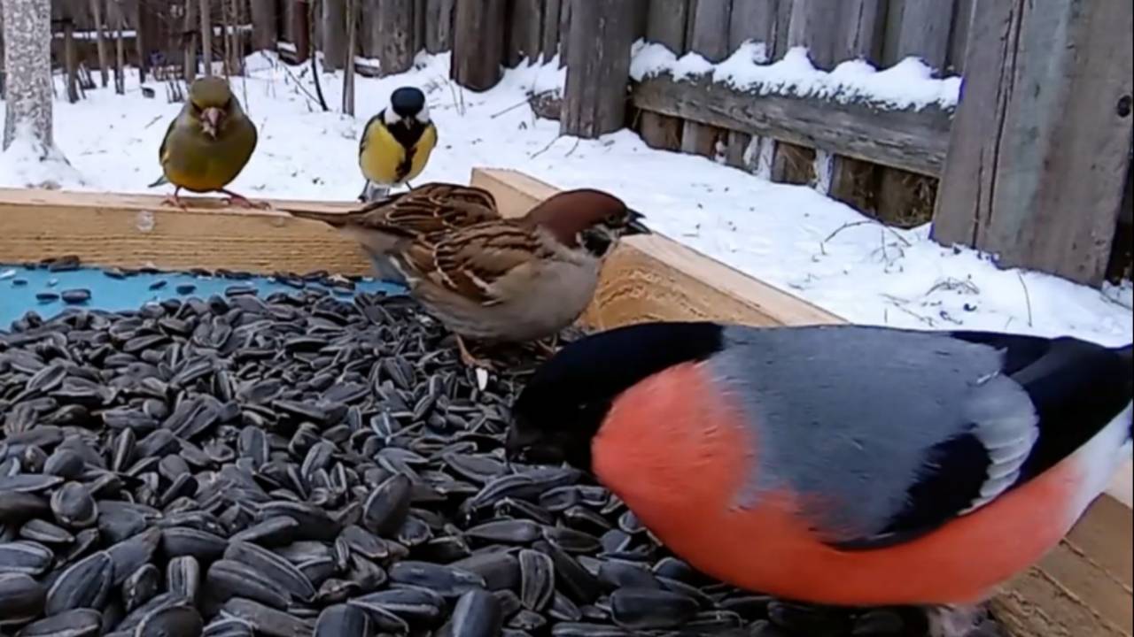 На кормушку прилетели Большаки, Воробьи, Зеленушки, Снегири, Голуби и Лазоревки (23.01.2025 года) смотреть онлайн