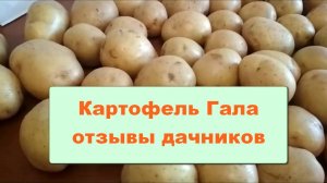 Картофель Гала отзывы дачников