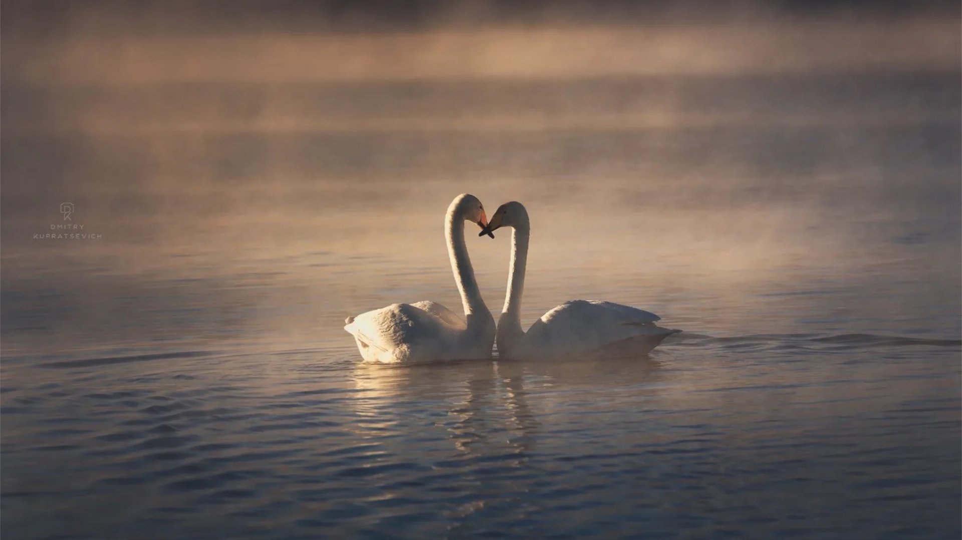 981.🎼. Димаш Кудайберген - «Любовь уставших лебедей» смотреть онлайн