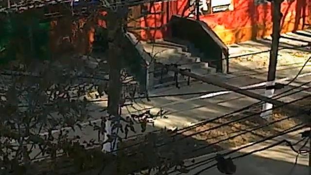 галка на пеньке смотреть онлайн