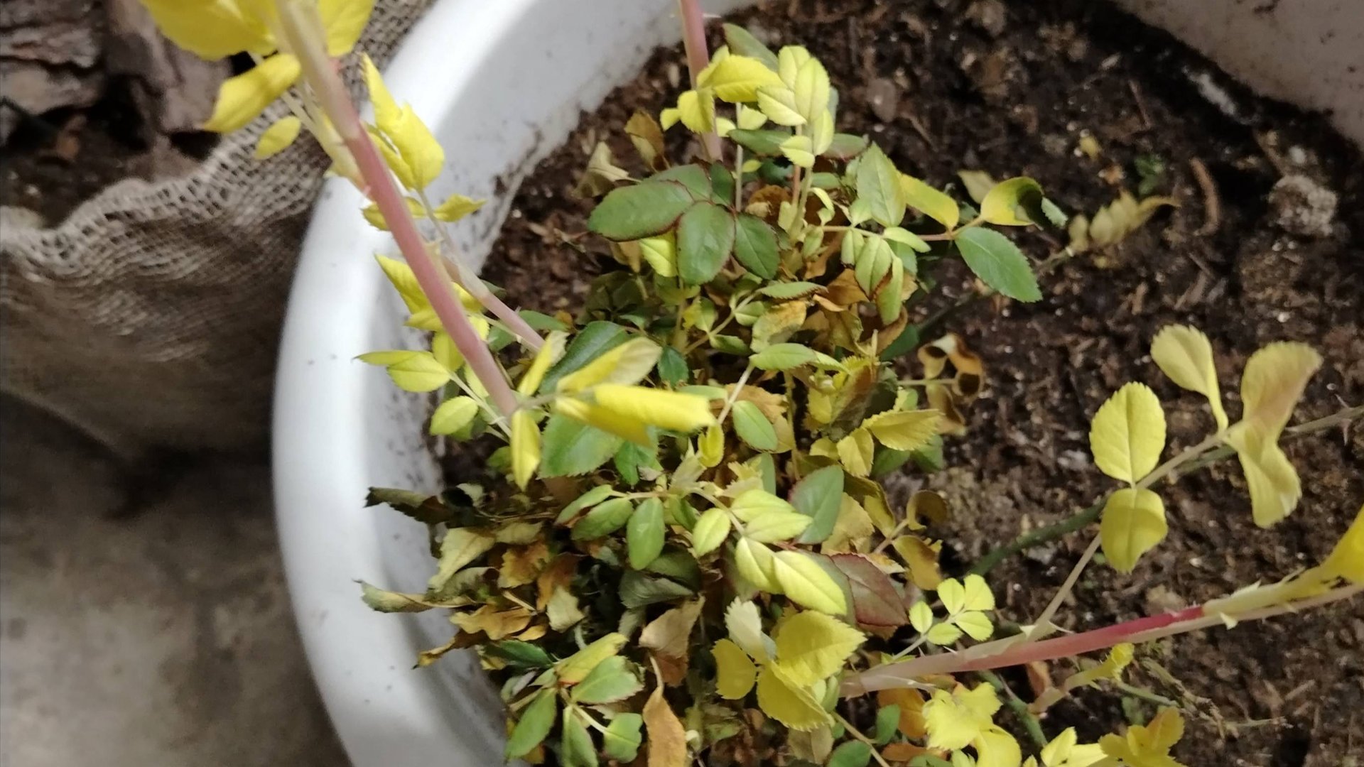 Март 2025.Укрытия с розами оттаяли.