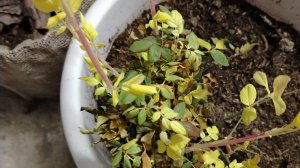 Март 2025.Укрытия с розами оттаяли.